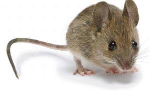 House Mice Exterminator White Plains, NY