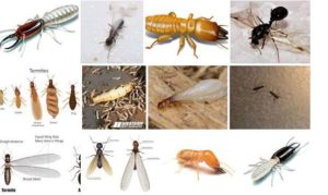 Termite Exterminator White Plains, NY